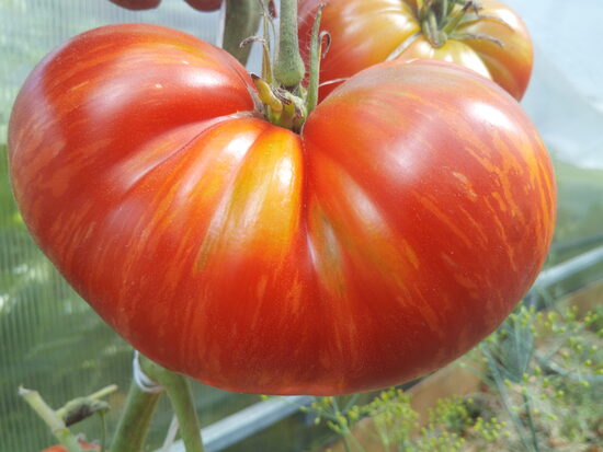 Двойной восторг Дона (Don's Double Delight)